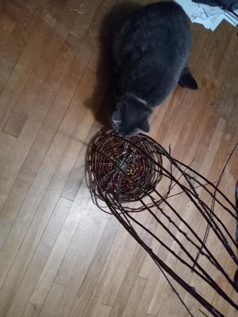 A partially finished basked made of willow sticks.  The base is looking pretty recognizable, at least.  A grey cat is intensely sniffing the basket, getting ready to chomp on it, probably.