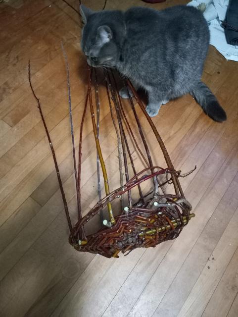 A side-view of the basket-in-progress.  The base has a bunch of willow sticks sticking up from it that I'm starting to (badly) weave some more willows around.  The grey cat is still trying to chew on the willow sticks.