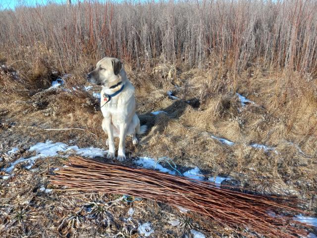 A bunch of cut willow sticks laying on the ground at the feet of a fluffy yellowish dog, who looks like he's guarding them.  There's a bunch of winter-killed weeds and a bit of snow in the background.