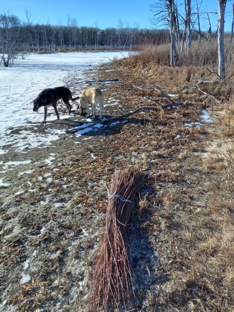 A tied bunch of willow sticks lying on the shore of a frozen lake, with some dead trees in the background.  2 dogs are happily sniffing around, probably looking for frozen goose poop.