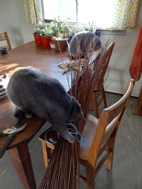 2 grey cats sitting on a wooden table while viciously attacking the tied bunch of willows leaning against a chair.