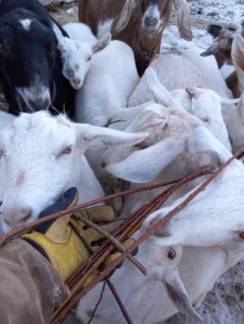 A chaotic mass of white, brown, and black goats all pushed together while they try to grab willow branches from my gloved hand.