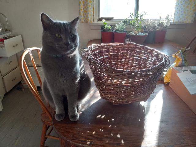 A smug-looking grey cat sitting on a wooden table next to a finished willow basket that's about 3/4 as tall as the sitting cat.