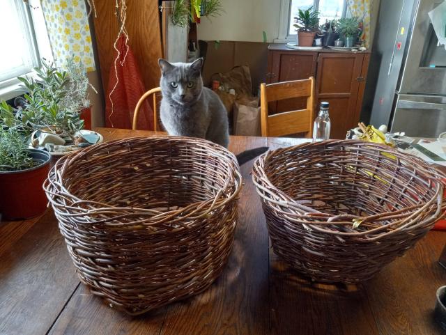 2 woven willow baskets sitting on a wooden table.  There's a grey cat in the background who looks like he's trying to decide if he should try to sit in the baskets or not.