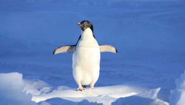 Penguin standing on ice