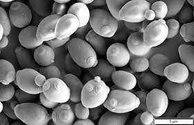 A black and white image showing a Scanning Electron Microscopy picture of budding yeast. You can see a large number of oval cells with clear buds or budding scars near the narrow ends.