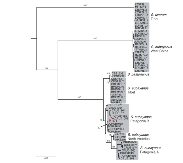A phylogenetic tree showing dozens of strains of yeastm including brances of S. eubayanus from West China, Tibet, North America and two separate branches from Patagonia.