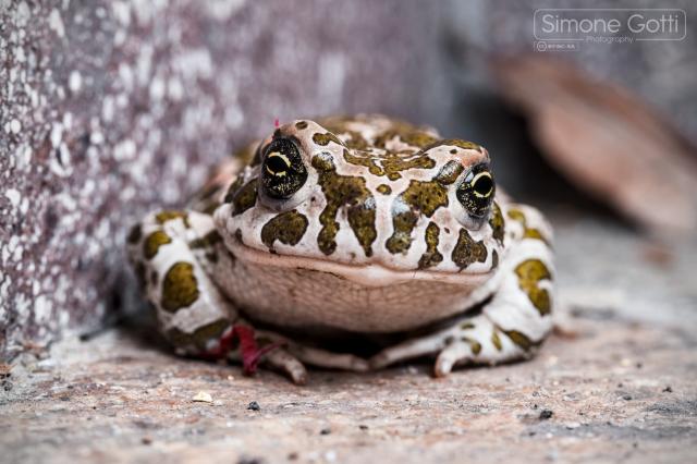 A toad with white skin and green spots on a stone floor  looking in camera.