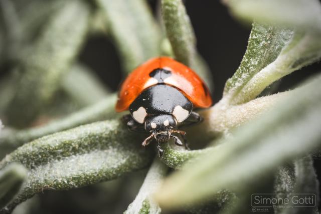 A ladybug face to face with the camera on a green life of rosemary.