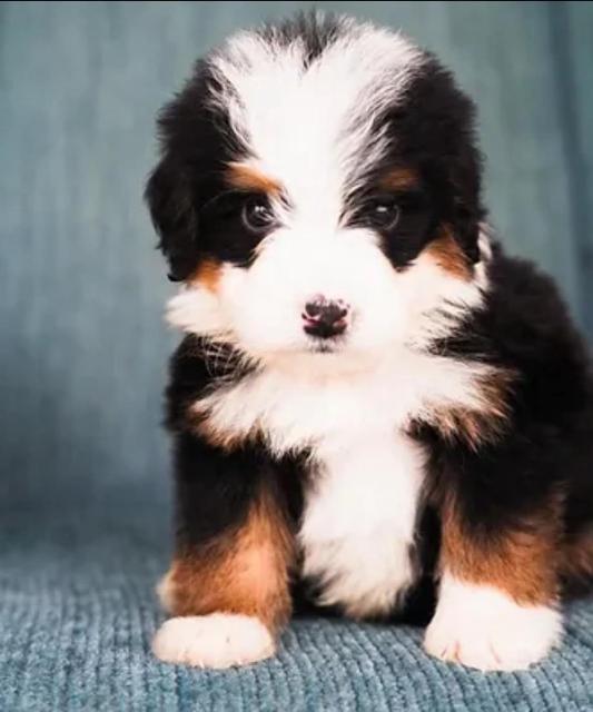 Black, white and brown puppy sitting on a blue chair
