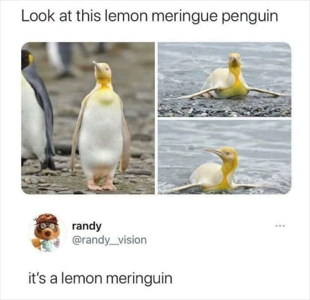 penguin
