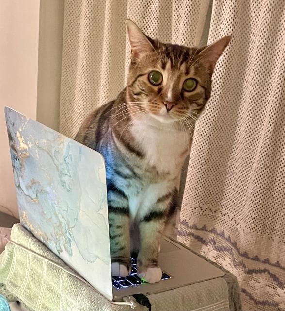 A tortoiseshell tabby with white feet and chest standing on a laptop keyboard , her eyes wide, innocent and maybe a little sad as if saying What?