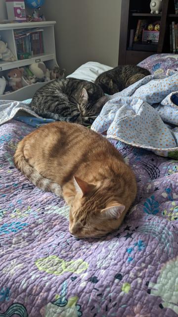 Mango, a young orange tabby, is laying in front of his two brothers, Jake and Elwood who are Brown tabbys. They all are laying curled up on a purple twin bed looking content and sleepy. This is a rare occurrence because Mango is usually way too Orange to be a snuggle boy.