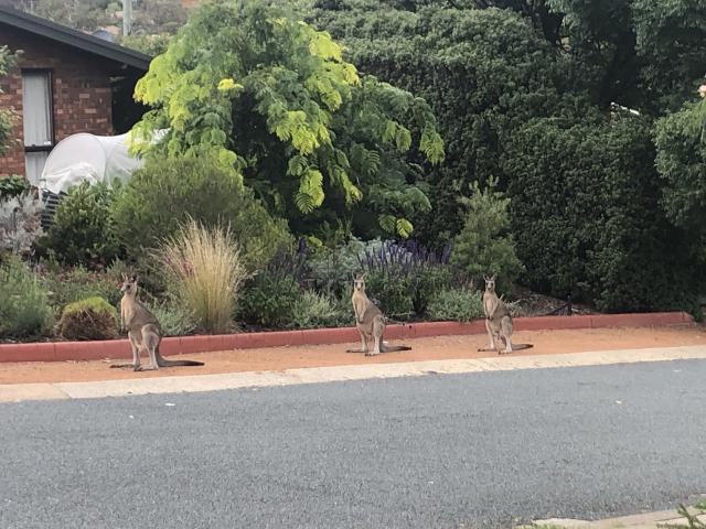 Three small kangaroos sitting on the verge opposite my house watching the world go by…..