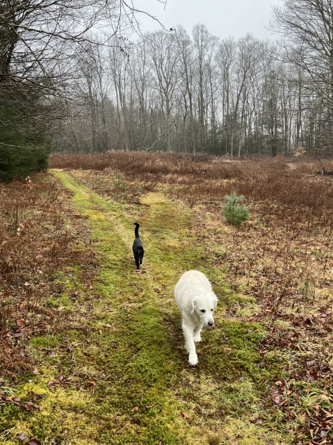 A path in a pasture with a black cat (named Finn) and a white dog (named Lily) walking toward the photographer. 