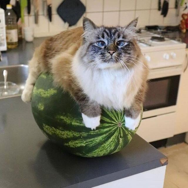 cat on watermelon
