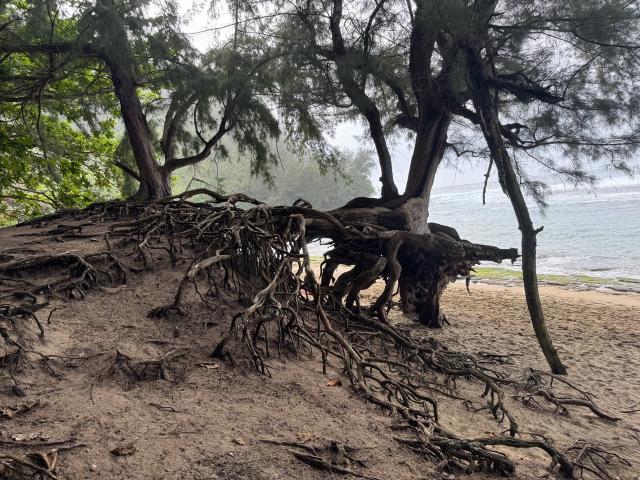 Tree along the Nāpali Coast with unusually exposed roots do to erosion. Photo: Sheril Kirshenbaum