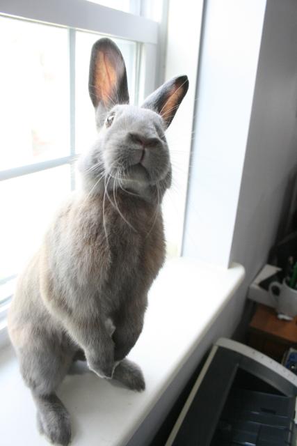 A brown rabbit perched on a windowsill and standing on its hind legs.