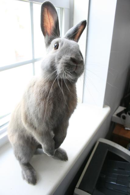 The same brown rabbit, still standing on its hindlegs on the windowsill, but its head now angled slightly askew.