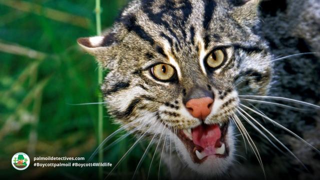 The feisty #Fishing #Cat has the highest risk of #extinction of all small #wildcats in SE Asia. They are #vulnerable from #palmoil #deforestation, #hunting and more. Help them and #Boycottpalmoil #Boycott4Wildlife #RT2022 https://palmoildetectives.com/2022/12/01/fishing-cat-prionailurus-viverrinus/ via @palmoildetect