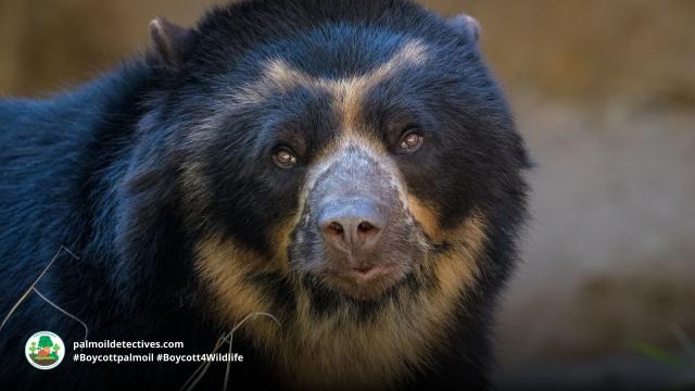 Known as the gentle bear – Spectacled #Bears of #SouthAmerica just want to be left alone. They are #vulnerable from #palmoil, #meat #timber agriculture and hunting. Help save them #Boycottpalmoil #Boycott4Wildlife https://palmoildetectives.com/2022/10/23/spectacled-bear-tremarctos-ornatus/ via @palmoildetect