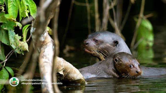 Giant Otters are intelligent and resourceful guardians of the #Amazon #SouthAmerica. They are #Endangered from #gold #mining, #palmoil #soy and cattle ranching. Help them by going #vegan and #Boycottpalmoil #Boycott4Wildlife https://palmoildetectives.com/2022/09/04/giant-otter-pteronura-brasiliensis/ via @palmoildetect
