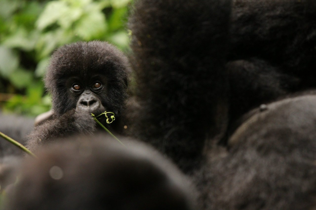 Western Lowland Gorillas are well-loved apes, #criticallyendangered by #deforestation for #palmoil #cocoa #timber #meat in #Congo #Nigeria #Cameroon and #poaching. Help them by joining the #Boycott4Wildlife on #deforestation https://palmoildetectives.com/2021/07/10/western-lowland-gorilla-gorilla-gorilla/ via @palmoildetect
