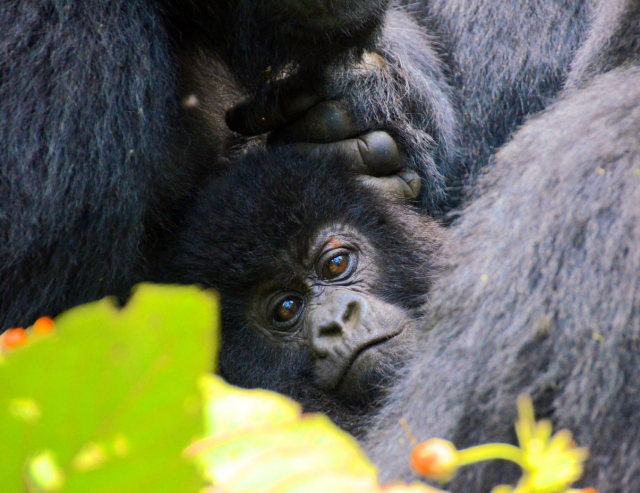 Western Lowland Gorillas are well-loved apes, #criticallyendangered by #deforestation for #palmoil #cocoa #timber #meat in #Congo #Nigeria #Cameroon and #poaching. Help them by joining the #Boycott4Wildlife on #deforestation https://palmoildetectives.com/2021/07/10/western-lowland-gorilla-gorilla-gorilla/ via @palmoildetect
