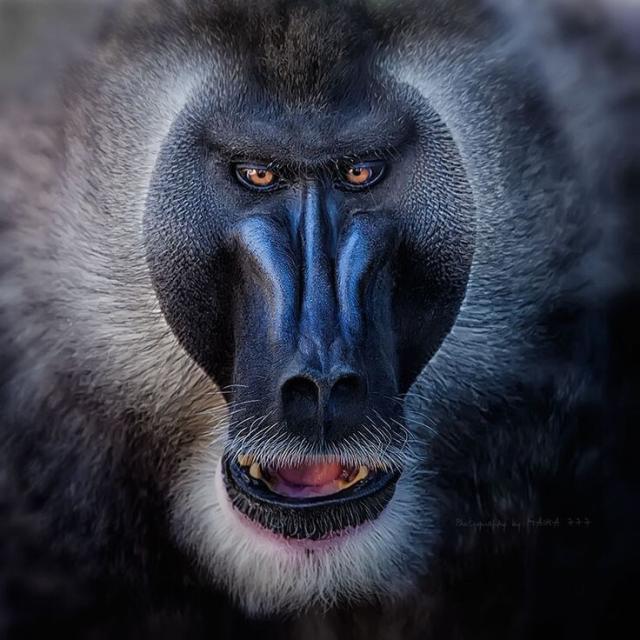  The largest and most colourful old world monkeys – Mandrills get even brighter coloured when excited. They are #vulnerable from #palmoil #meat #deforestation and #poaching. Help them survive and be #vegan, #Boycottpalmoil #Boycott4Wildlife https://palmoildetectives.com/2023/12/17/mandrill-mandrillus-sphinx/
