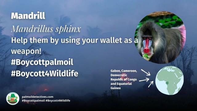 The largest and most colourful old world monkeys – Mandrills get even brighter coloured when excited. They are #vulnerable from #palmoil #meat #deforestation and #poaching. Help them survive and be #vegan, #Boycottpalmoil #Boycott4Wildlife https://palmoildetectives.com/2023/12/17/mandrill-mandrillus-sphinx/
