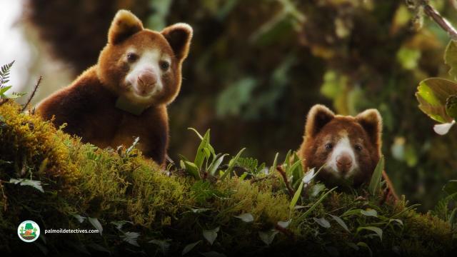 Huon Tree Kangaroo have a cute teddy-like face and a monkey-like tail. In #PapuaNewGuinea and #WestPapua they are endangered by #palmoil #deforestation and #mining. Support them in the supermarket #Boycottpalmoil #Boycott4Wildlife https://palmoildetectives.com/2021/01/26/huon-tree-kangaroo-dendrolagus-matschiei/ via @palmoildetect
