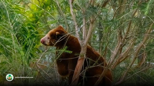 Huon Tree Kangaroo have a cute teddy-like face and a monkey-like tail. In #PapuaNewGuinea and #WestPapua they are endangered by #palmoil #deforestation and #mining. Support them in the supermarket #Boycottpalmoil #Boycott4Wildlife https://palmoildetectives.com/2021/01/26/huon-tree-kangaroo-dendrolagus-matschiei/ via @palmoildetect
