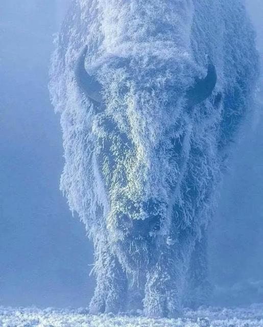 Bison at -35 F in Yellowstone Wyoming 