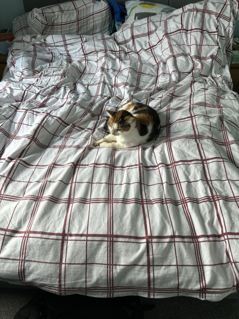 Morag cat on a bed