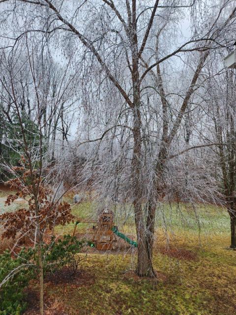 Tree with white ice all over it