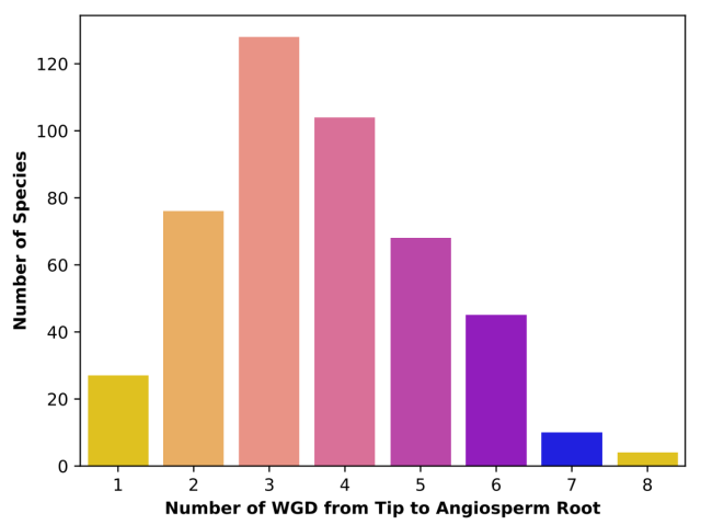 Bar chart of the number of WGD from tip to root in the angisperm phylogeny for each species in the analysis. Overall, there was an average of 3.5 WGDs inferred the ancestry of each angiosperm species. The x-axis ranges from 1 to 8 WGDs with a peak of nearly 130 species having 3 rounds of WGD in their ancestry.