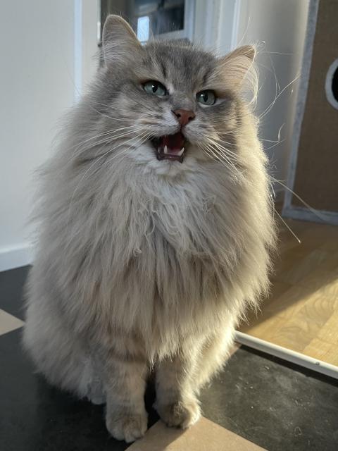 Grey Siberian cat sitting with mouth open, meowing. He is very fluffy, with a mane around his neck. His long, white whiskers are very prominent.