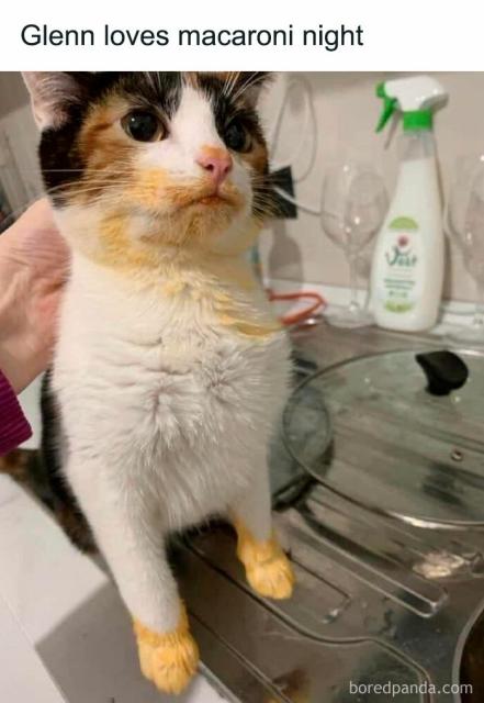 cat covered in sauce