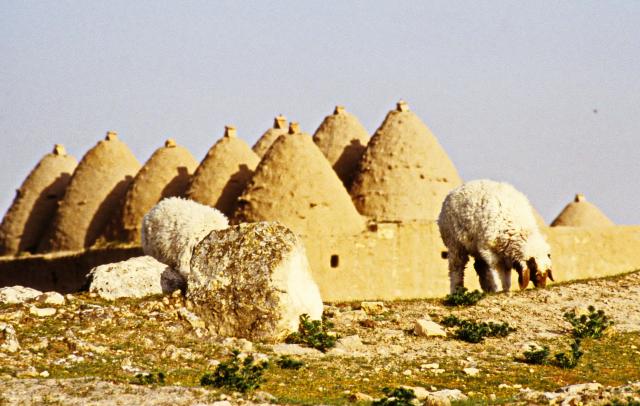 "Bienenkorb-Häuser in Alrınbaşak (Harran)." Volker Höhfeld, CC BY-SA 4.0, via Wikimedia Commons.