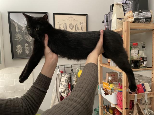 A black cat being held in the air to demonstrate how long he is. 