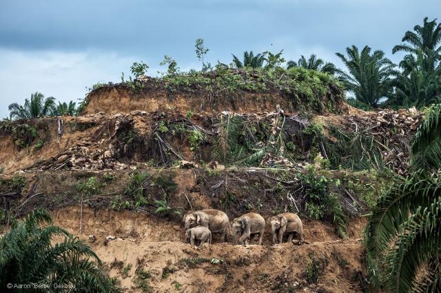 Elephants struggling in a landscape devastated by palm oil 

#News: Existing "green growth" policies are leading nowhere fast, and are another form of #greenwashing. Scientists say it’s worth exploring alternatives like #degrowth to stay within planetary boundaries #ClimateActionNow #Extinction story: @insideclimatenews@journa.host  https://insideclimatenews.org/news/09012024/new-research-explores-a-restorative-climate-path-for-the-earth/