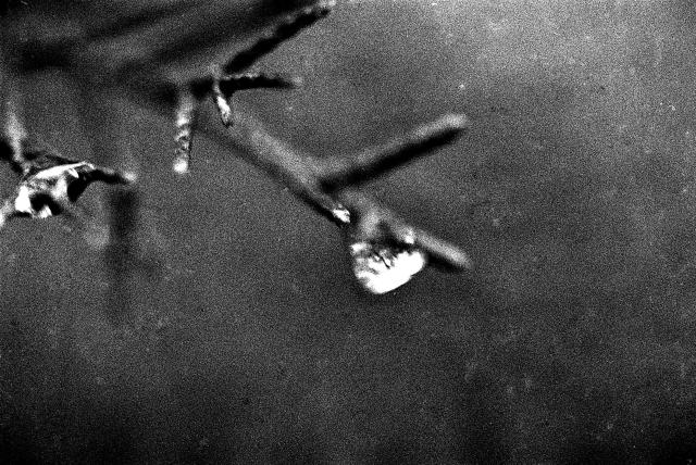 A raindrop clings to a branch. Several small branches are visible splitting into other branches, looking vaguely like bird feet.