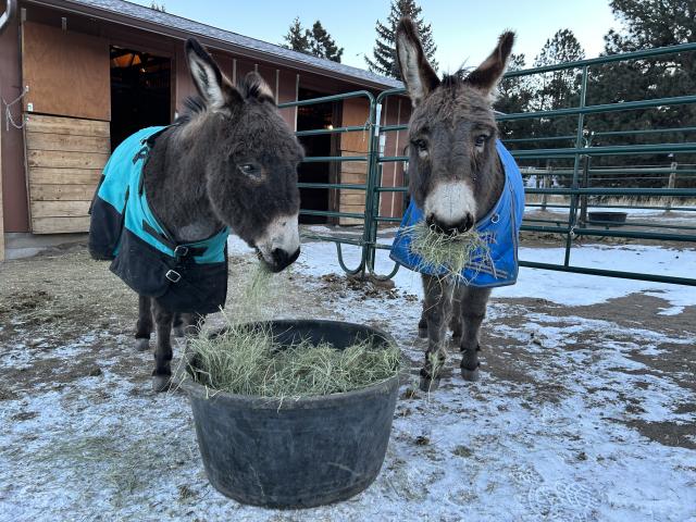 Two donkeys wearing colorful winter coats in front of a tub of hay with their mouths stuff full of hay. They haven’t dumped their hay tub upside down, which is considered poor donkey manners, but when I pointed this out they immediately flipped it over. 👍🫏🫏