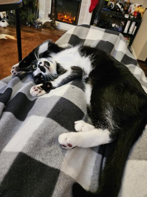 Tuxedo kitty lying on his back with his front paws over his head. He is showing one of his fangs and looks both adorable and ridiculous.
