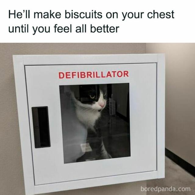 cat defibrillator