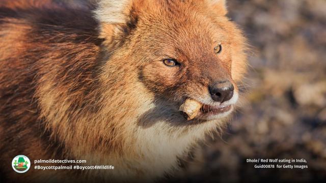 Fierce, elusive and #endangered #Dholes /Red #Wolves are rapidly disappearing with no protections in place. Fight against #palmoil #beef #deforestation in #India and #Boycottpalmoil #Boycott4Wildlife https://palmoildetectives.com/2023/04/16/dhole-canis-cuon-alpinus/ via @palmoildetect

