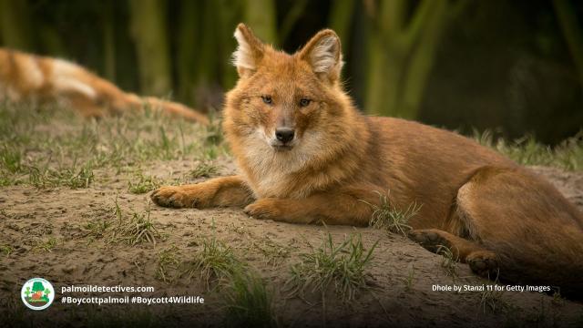 Fierce, elusive and #endangered #Dholes /Red #Wolves are rapidly disappearing with no protections in place. Fight against #palmoil #beef #deforestation in #India and #Boycottpalmoil #Boycott4Wildlife https://palmoildetectives.com/2023/04/16/dhole-canis-cuon-alpinus/ via @palmoildetect
