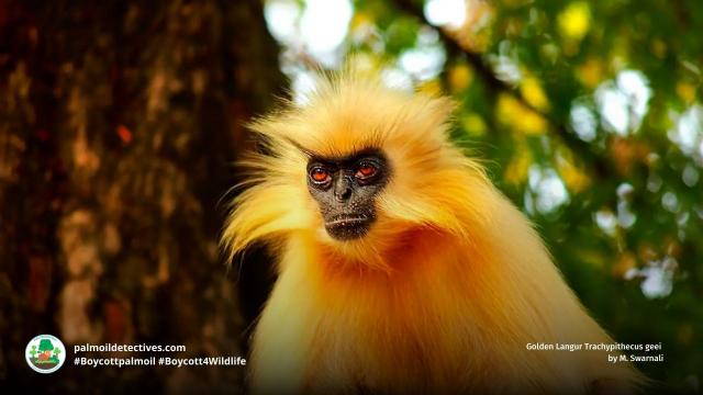 Regal and striking Golden Langurs hold on to survival in #Assam #India. They face multiple threats incl. #palmoil #deforestation. Fight for them each time you shop, #Boycottpalmoil #Boycott4Wildlife https://palmoildetectives.com/2023/03/19/golden-langur-trachypithecus-geei/ via @palmoildetectives 
