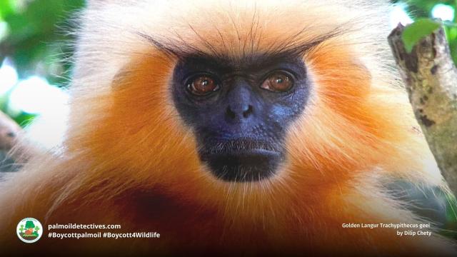 Regal and striking Golden Langurs hold on to survival in #Assam #India. They face multiple threats incl. #palmoil #deforestation. Fight for them each time you shop, #Boycottpalmoil #Boycott4Wildlife https://palmoildetectives.com/2023/03/19/golden-langur-trachypithecus-geei/ via @palmoildetectives 
