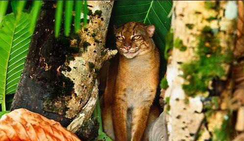 One of the rarest and least known #cat species in #Borneo is the Borneo Bay Cat. They are endangered from #palmoil #deforestation #hunting in Sabah we can save them when we #Boycott4Wildlife read more about them https://palmoildetectives.com/2021/01/25/borneo-bay-cat-catopuma-badia/ via @palmoildetect

